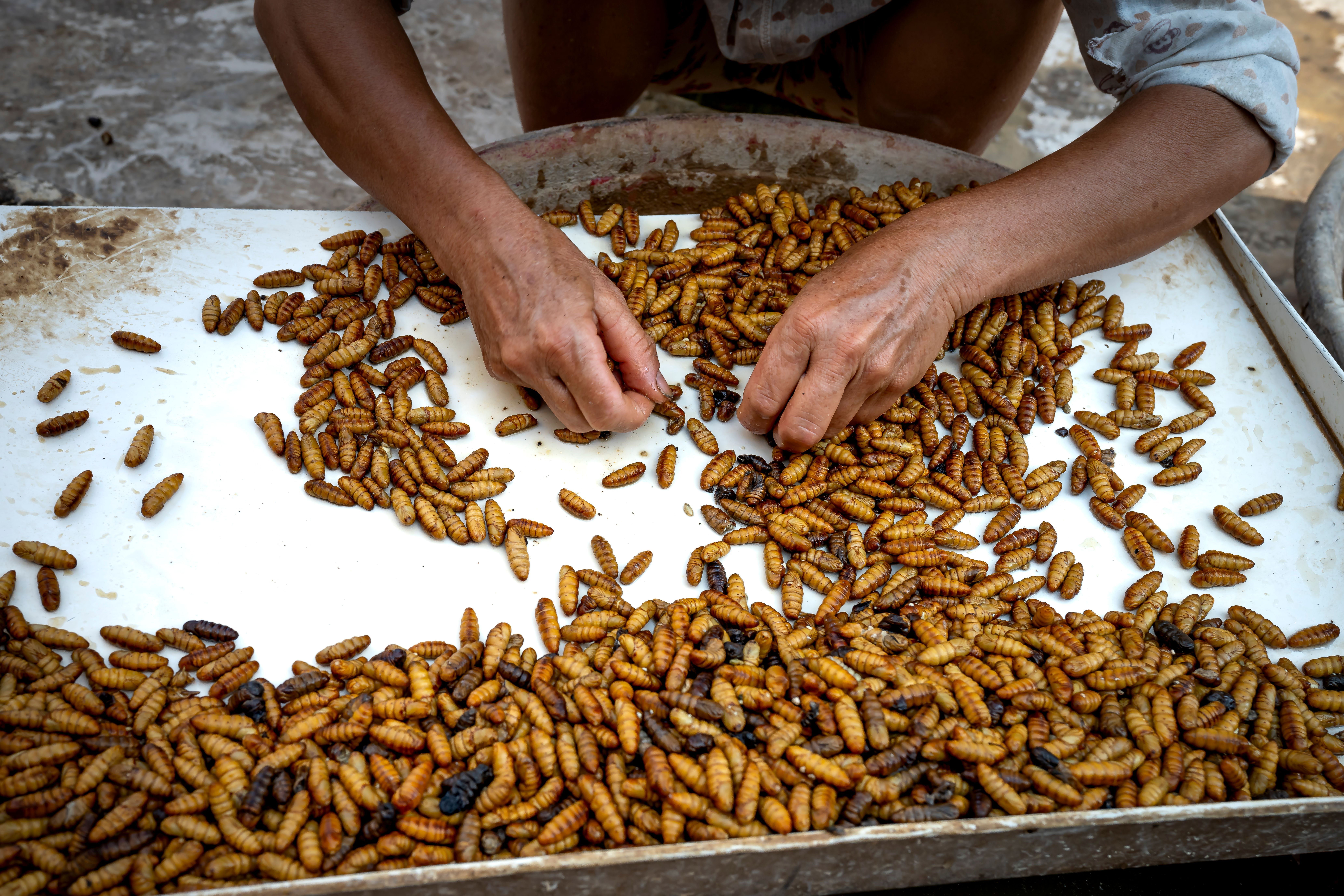 IBERO desarrolla alimentos con insectos y frijoles mexicanos como alternativas frente a la inseguridad alimentaria