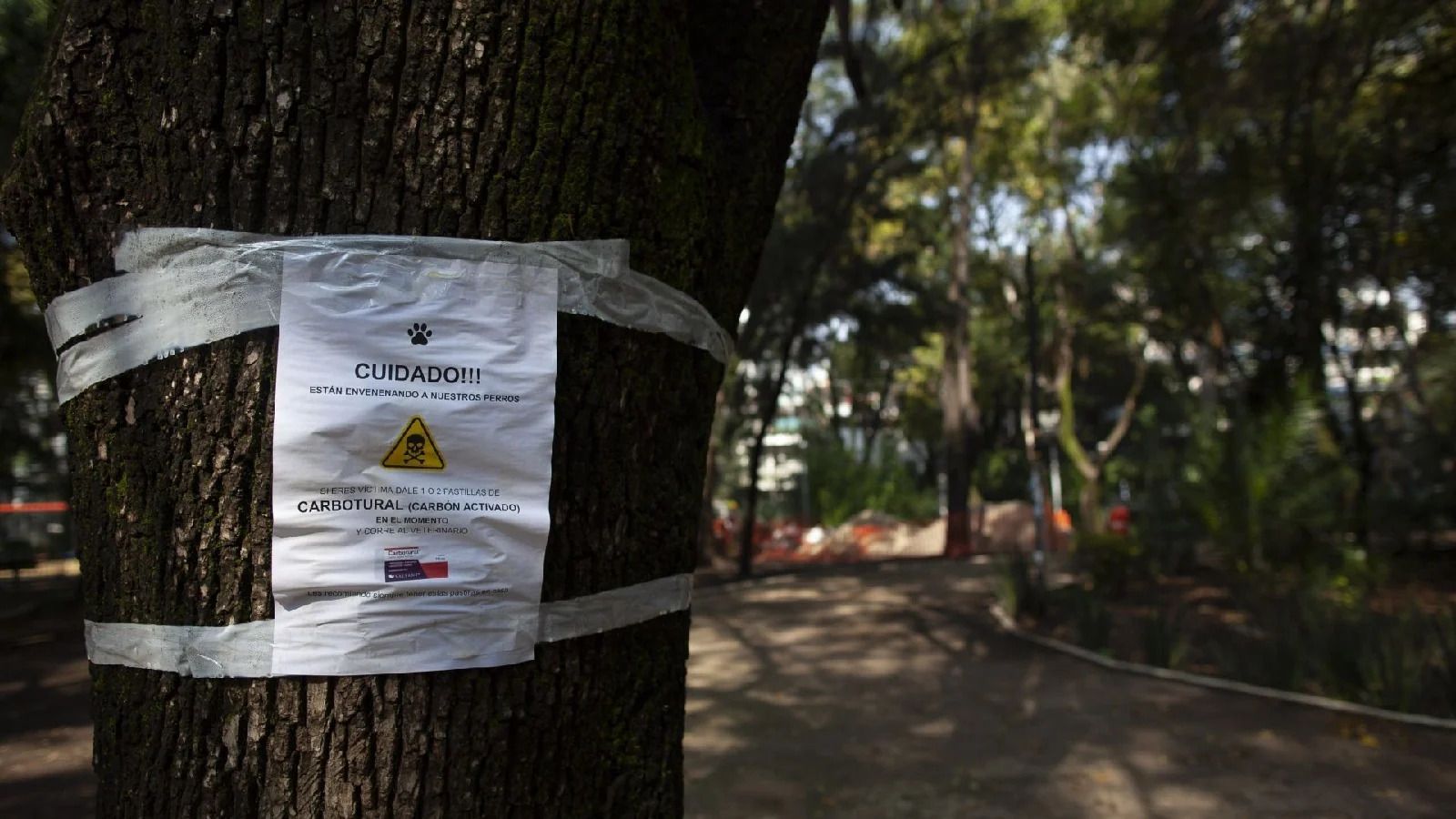Quien envenena perros podría también ejercer violencia contra personas: experta IBERO alerta sobre riesgos tras casos en la Condesa