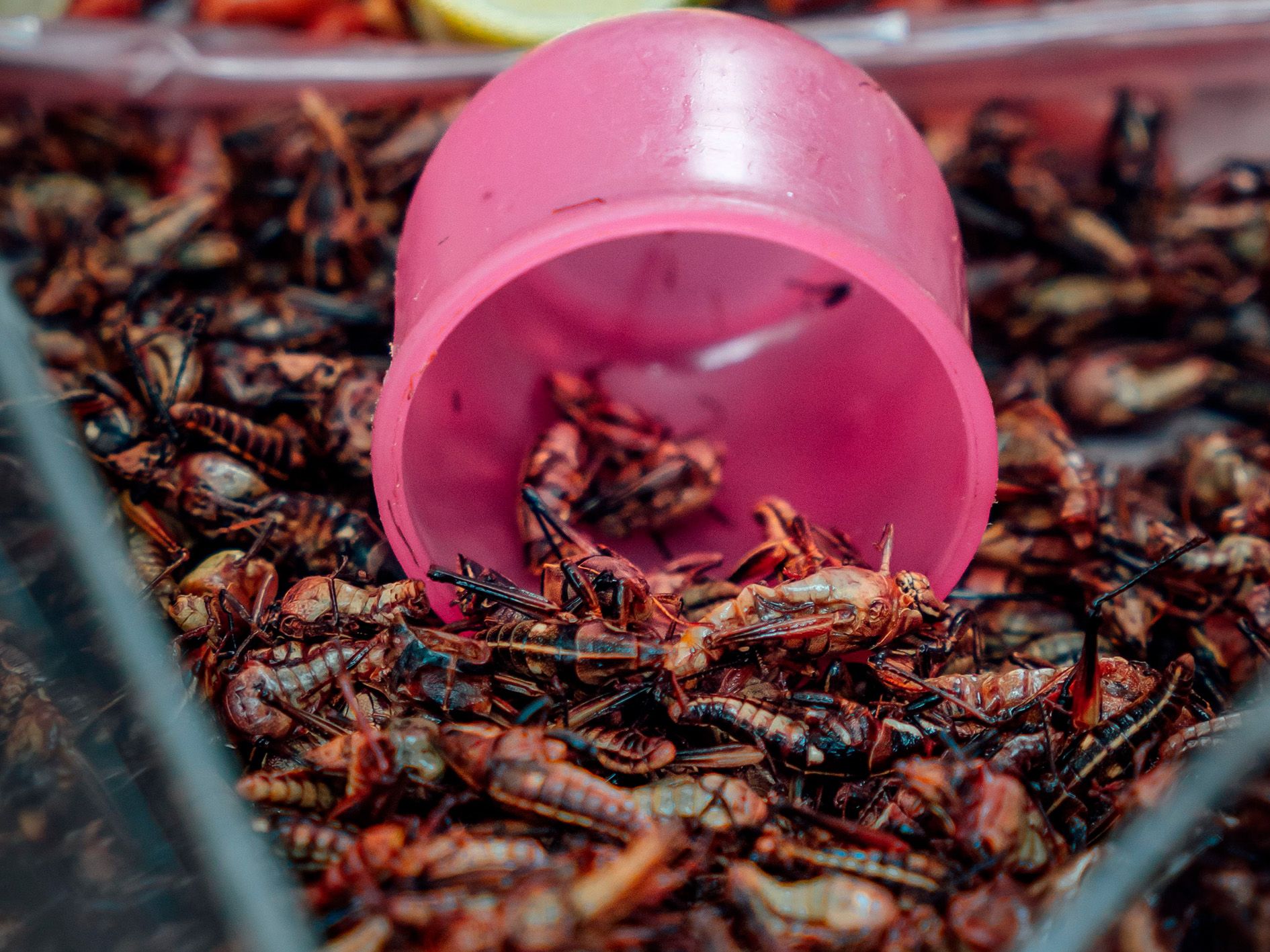 No es el insecto, sino la forma de prepararlo: especialistas IBERO replantean el futuro de estos alimentos 