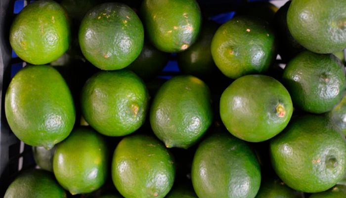 Investigación de Ingeniería en Alimentos IBERO Busca Frenar el Desperdicio de Limón