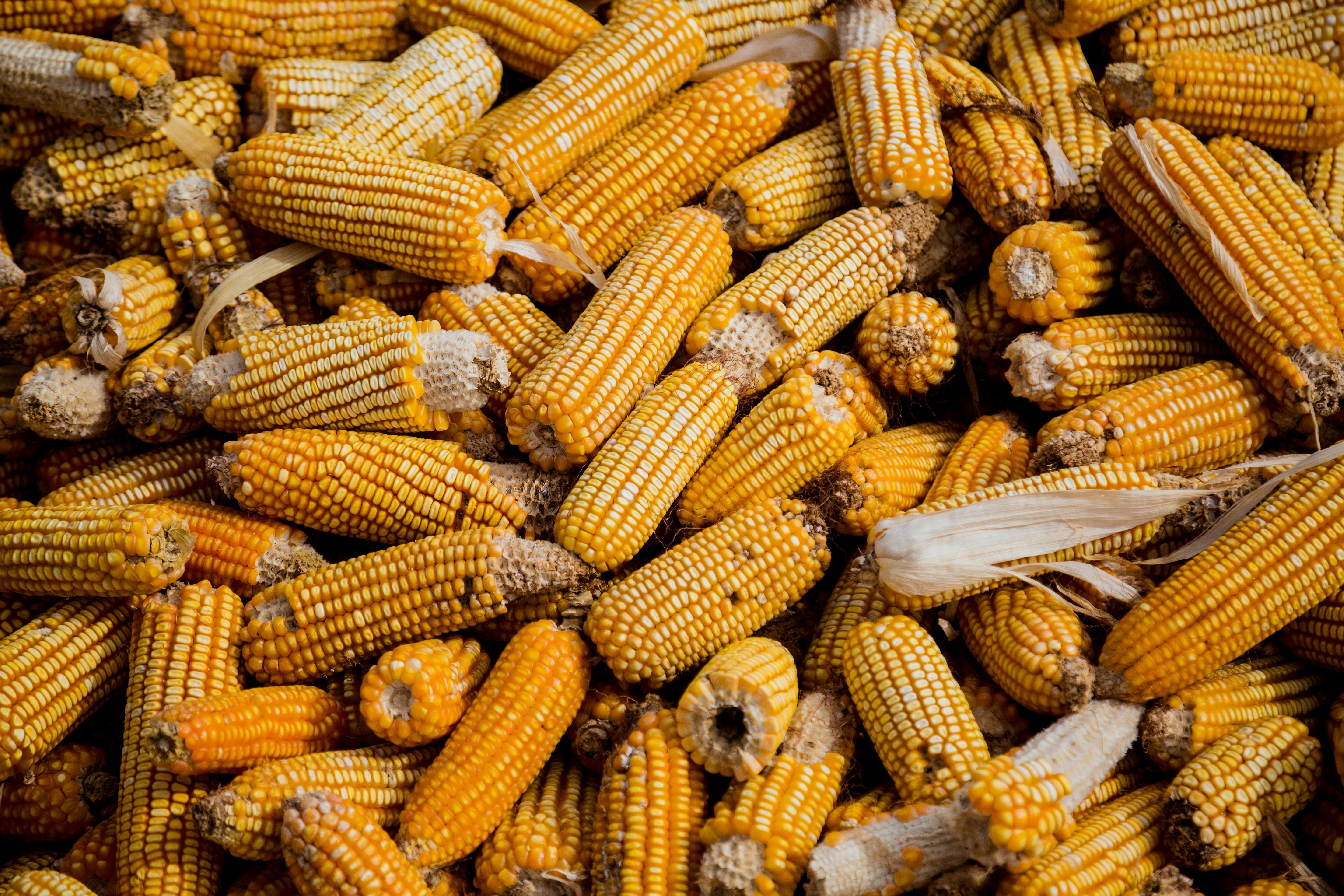 Sólo nueve cultivos concentran 65% de la producción mundial; urge diversificar nuestra alimentación: académica IBERO